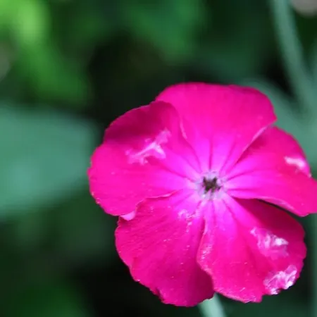 Les Bambous, Avec Piscine, Tennis Et Privatif Hébergement de vacances *