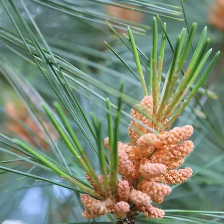 Hébergement de vacances Les Bambous, Avec Piscine, Tennis Et Privatif