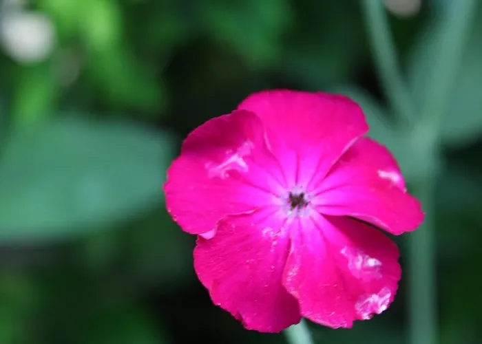 Les Bambous, Avec Piscine, Tennis Et Privatif Сasa de vacaciones *