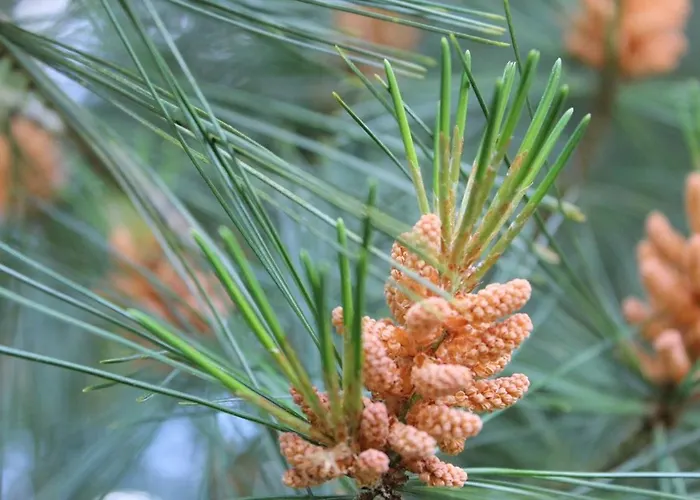 Сasa de vacaciones Les Bambous, Avec Piscine, Tennis Et Privatif